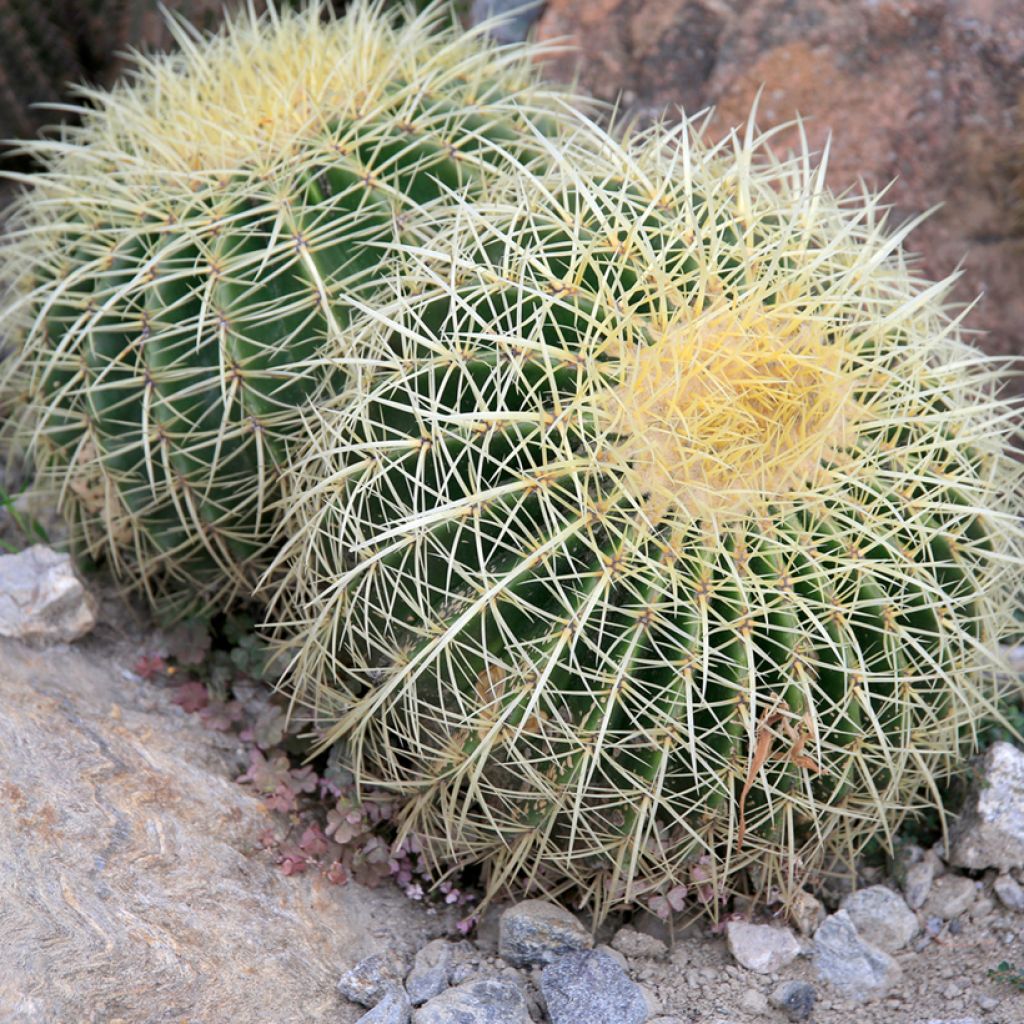 Echinocactus grusonii