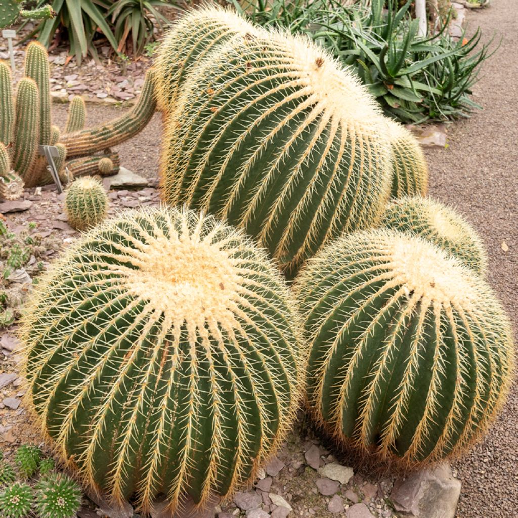 Echinocactus grusonii