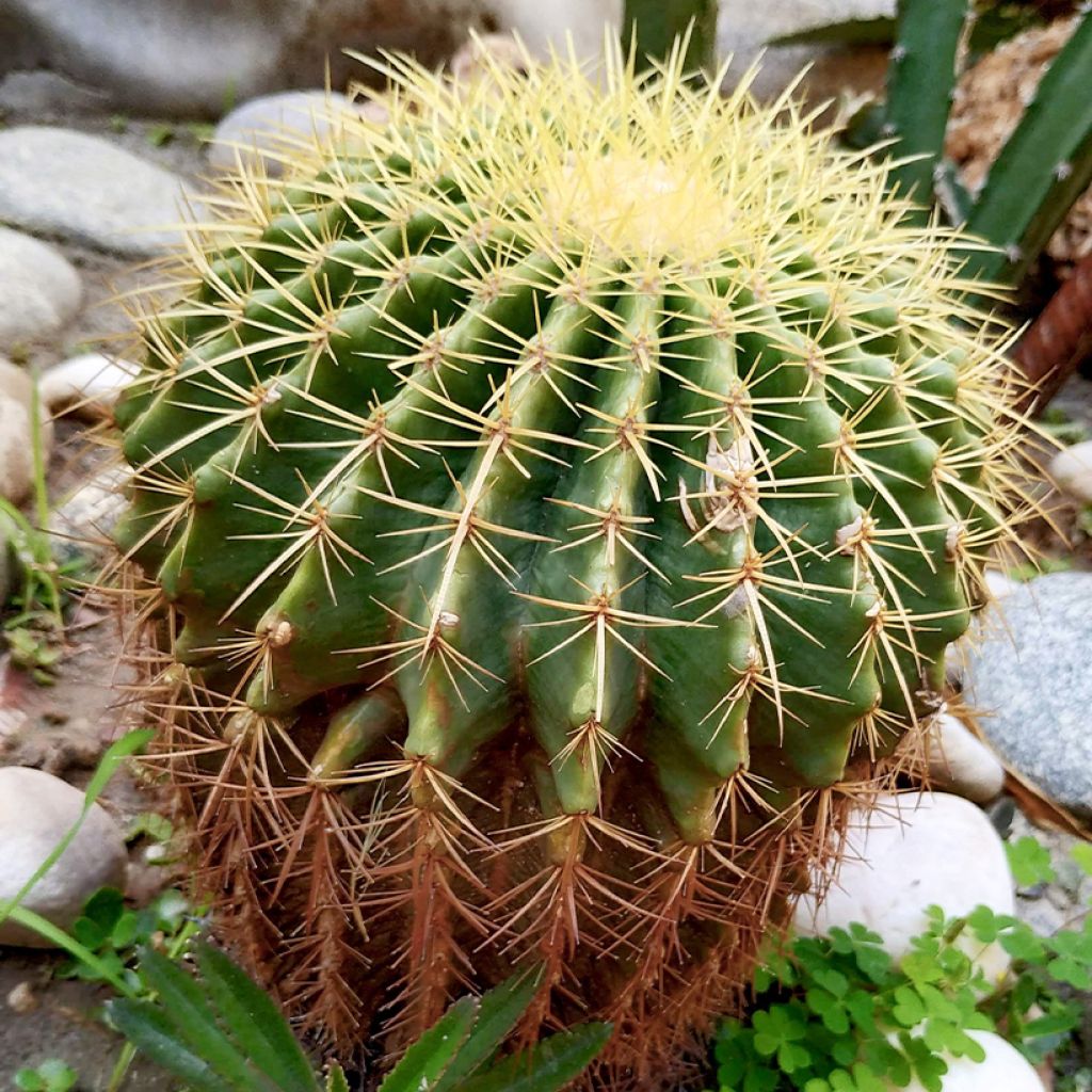 Echinocactus grusonii