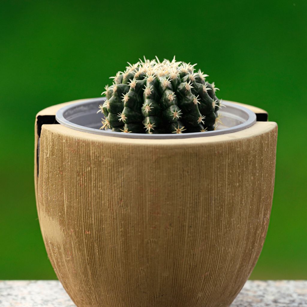 Echinocactus grusonii var. brevispinus