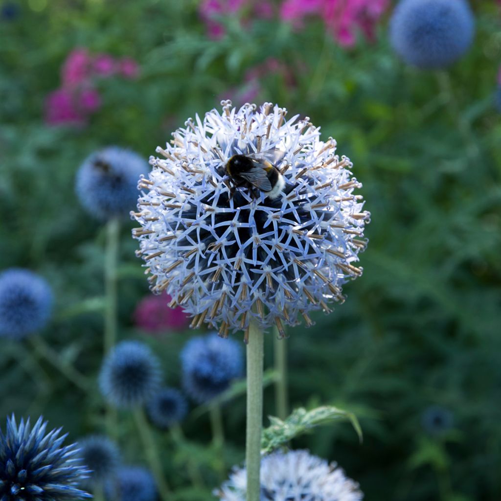 Echinops bannaticus Taplow Blue - Cardo pallottola