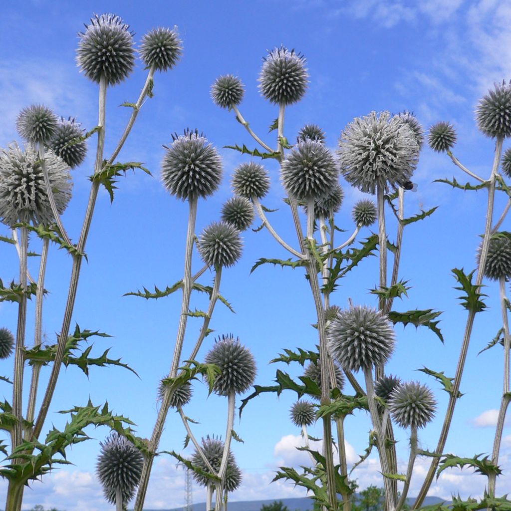 Echinops bannaticus Blue Globe - Cardo pallottola