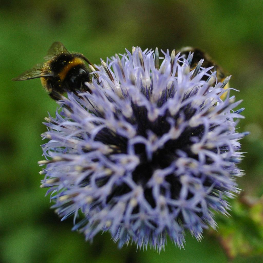 Echinops bannaticus Blue Globe - Cardo pallottola