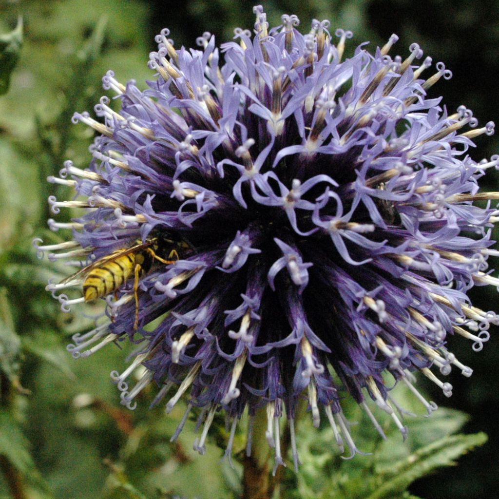 Echinops bannaticus Blue Globe - Cardo pallottola