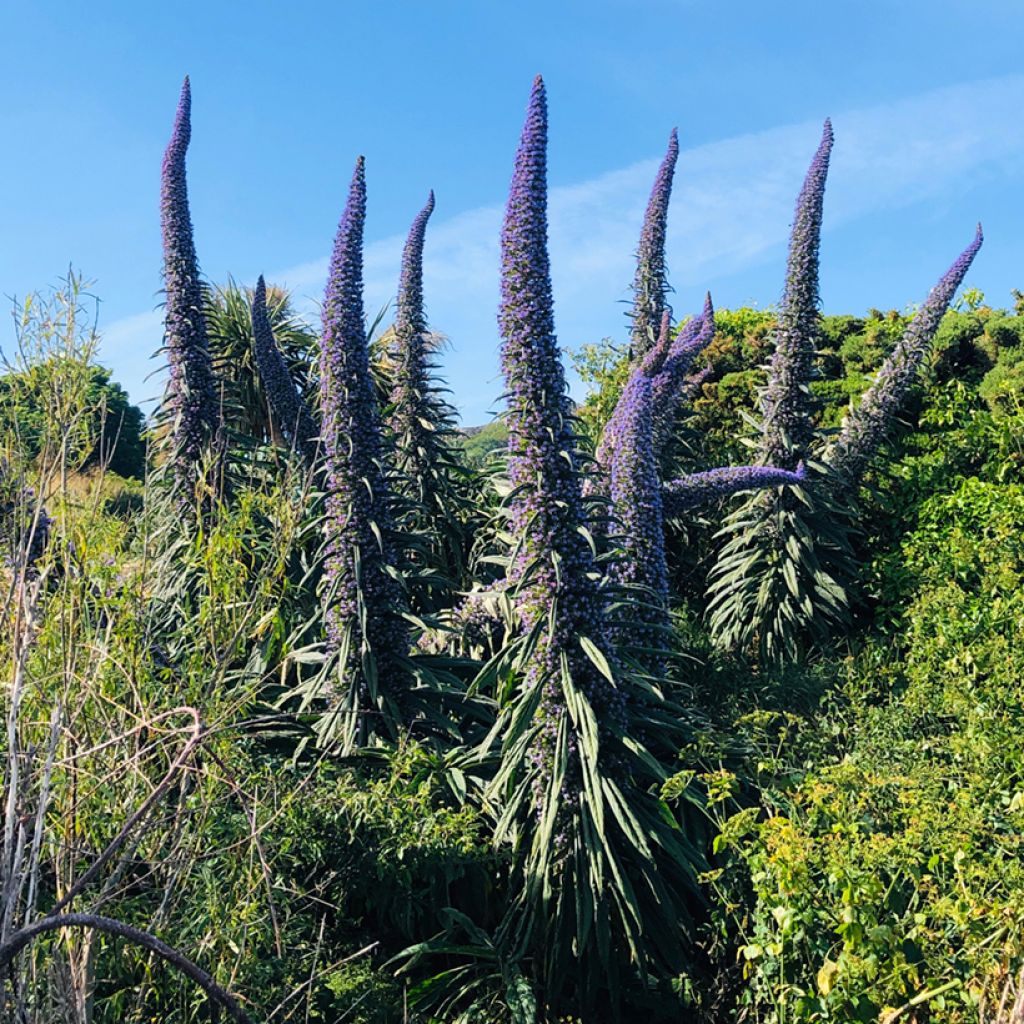 Echium pininana - Viperina