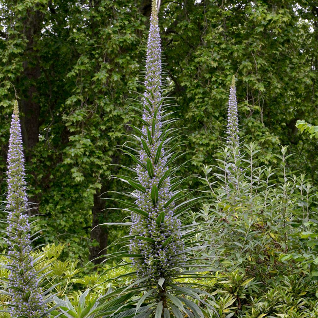 Echium pininana - Viperina