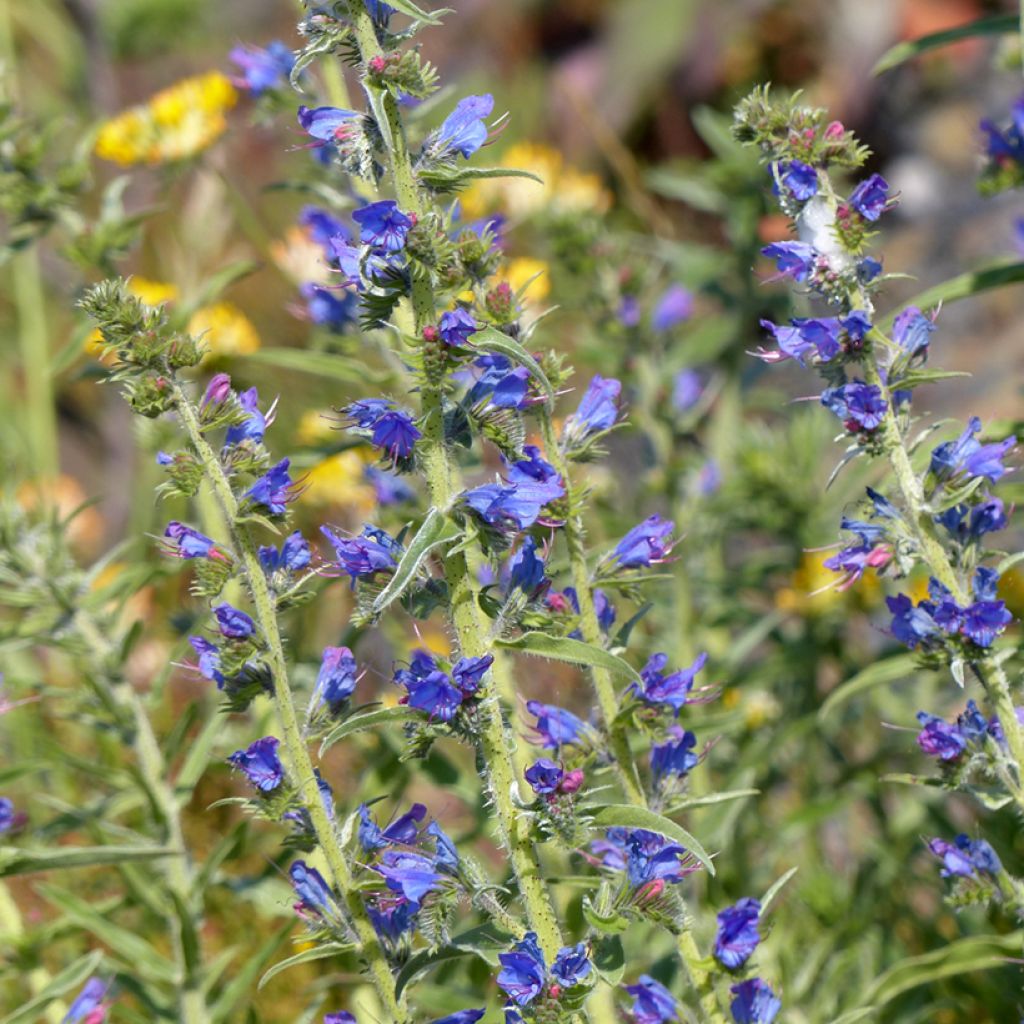 Echium vulgare (semi) - Viperina azzurra