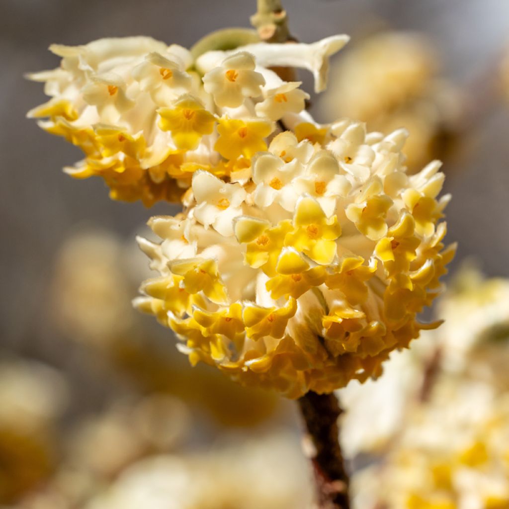 Edgeworthia chrysantha Grandiflora - Bastone di san Giuseppe