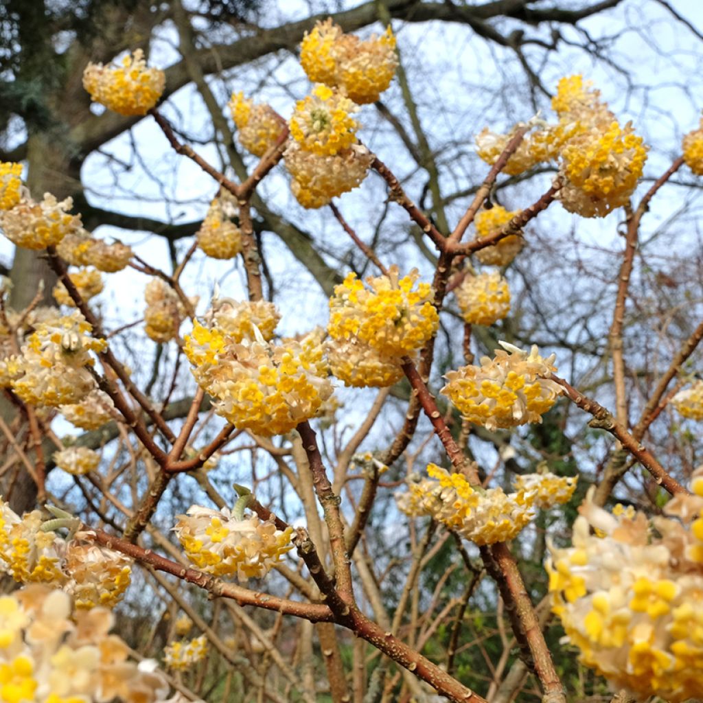 Edgeworthia chrysantha Grandiflora - Bastone di san Giuseppe