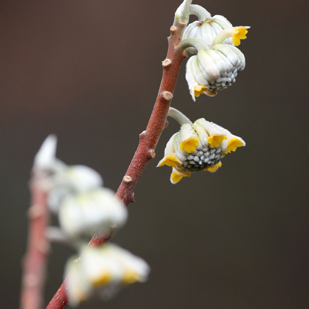 Edgeworthia chrysantha Grandiflora - Bastone di san Giuseppe