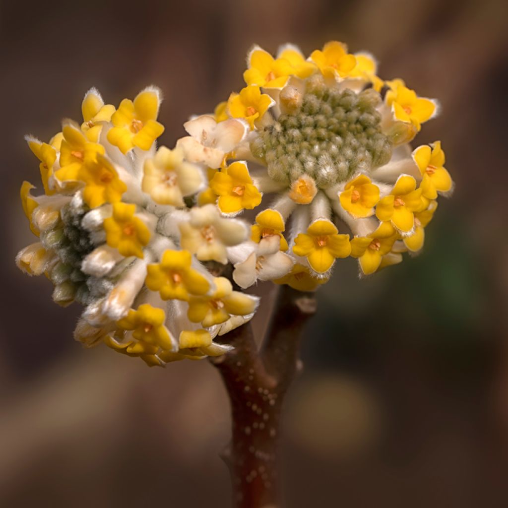 Edgeworthia chrysantha Grandiflora - Bastone di san Giuseppe