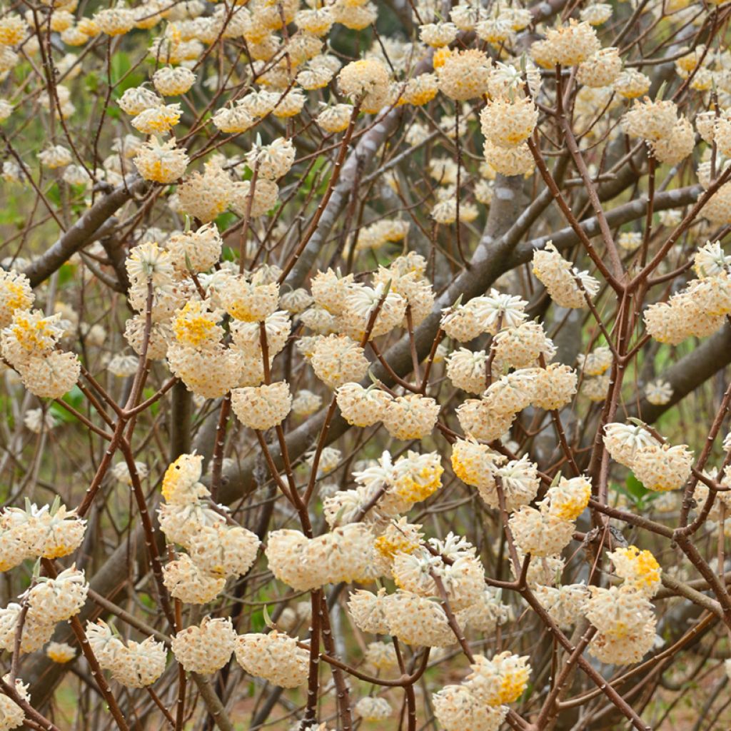 Edgeworthia chrysantha Nanjing Gold - Bastone di san Giuseppe