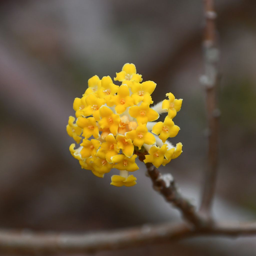 Edgeworthia chrysantha Nanjing Gold - Bastone di san Giuseppe