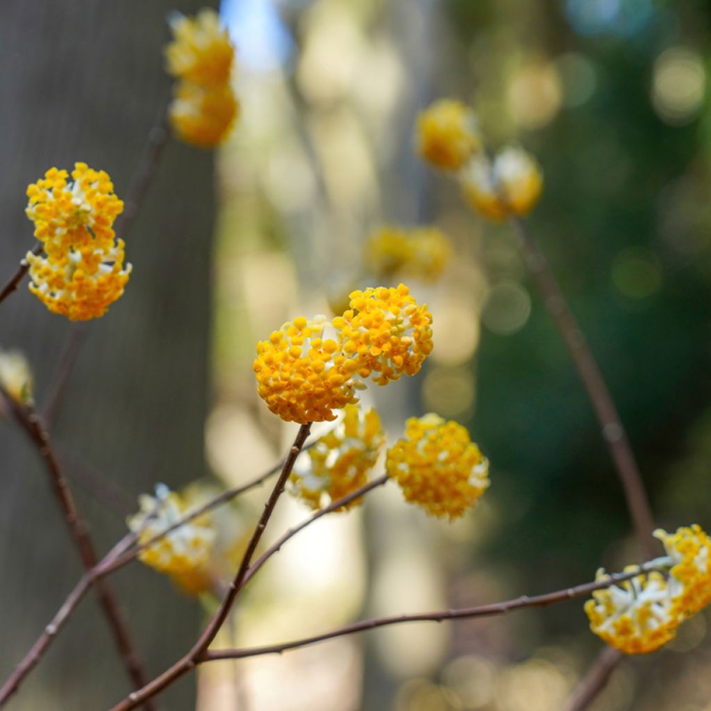 Edgeworthia chrysantha Nanjing Gold - Bastone di san Giuseppe