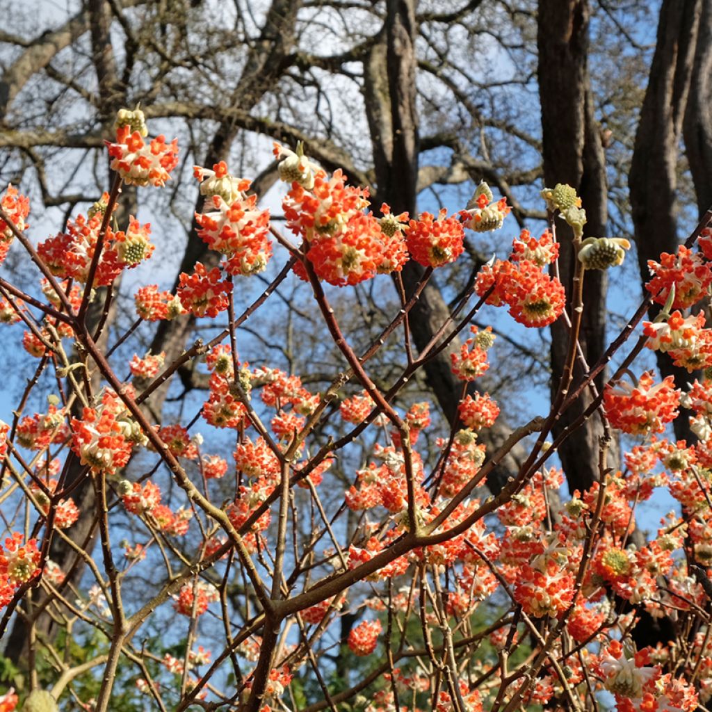 Edgeworthia chrysantha Red Dragon 'Akebono' - Bastone di san Giuseppe