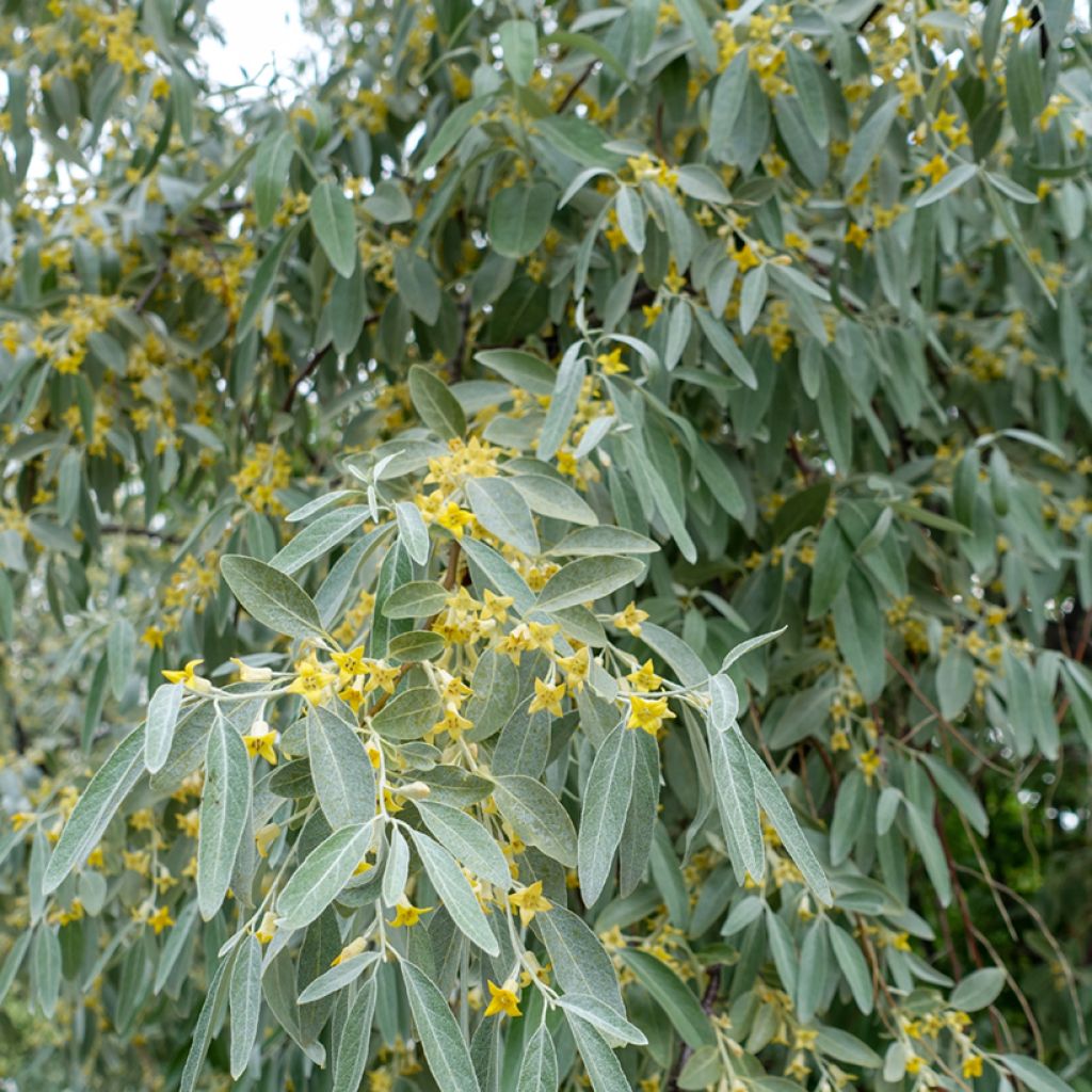 Elaeagnus angustifolia - Olivagno