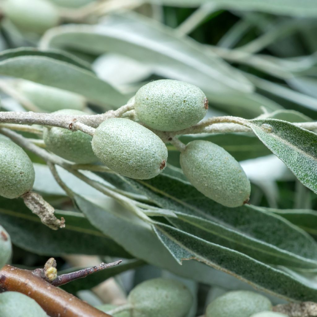 Elaeagnus angustifolia - Olivagno