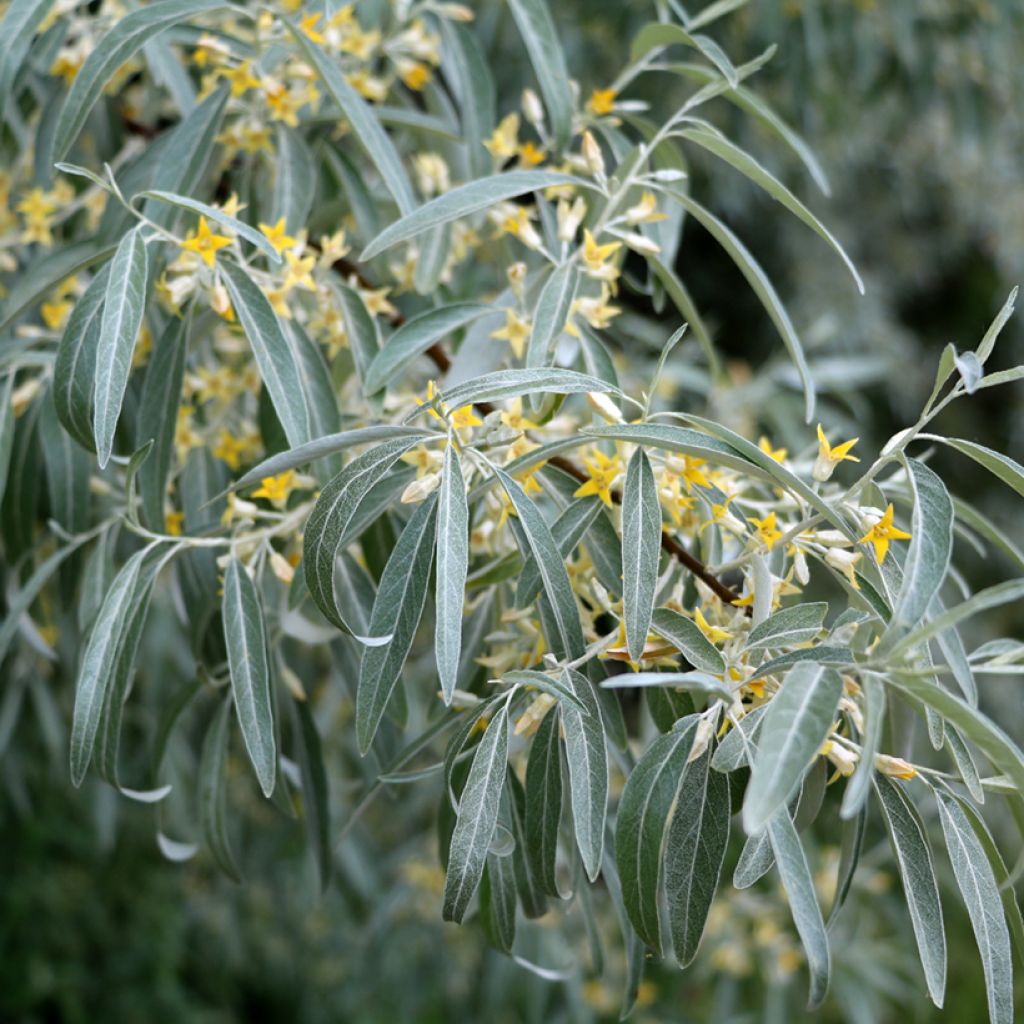 Elaeagnus angustifolia - Olivagno