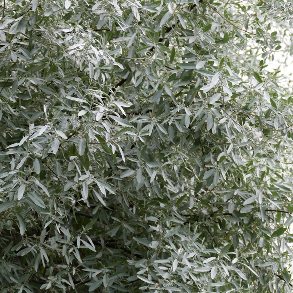 Elaeagnus angustifolia - Olivagno