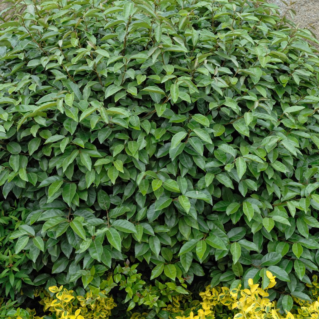 Elaeagnus ebbingei - Eleagno