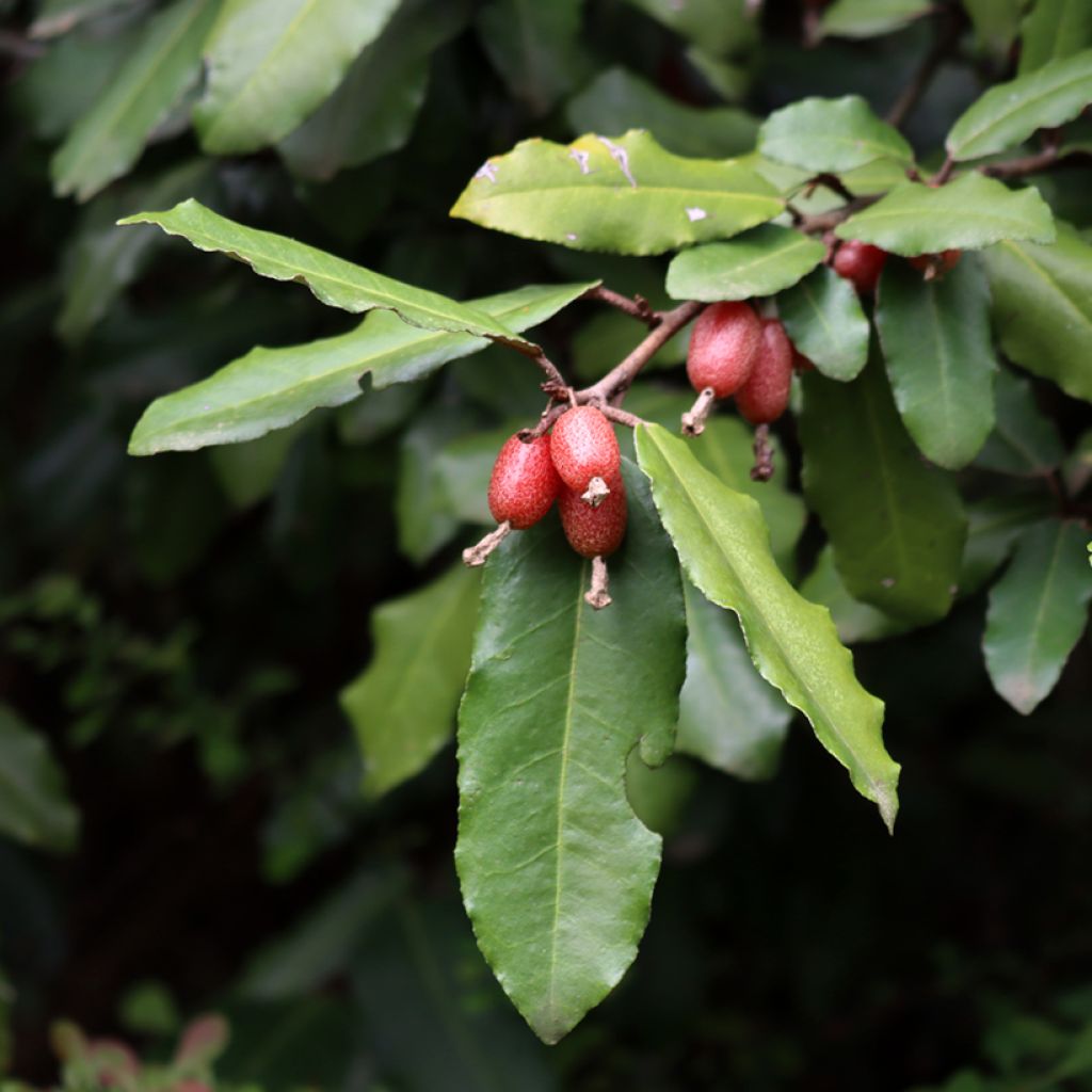 Elaeagnus ebbingei Compacta - Eleagno