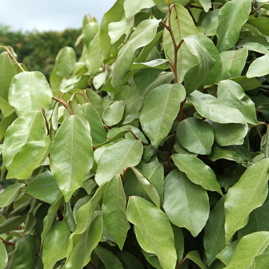 Elaeagnus ebbingei Compacta - Eleagno