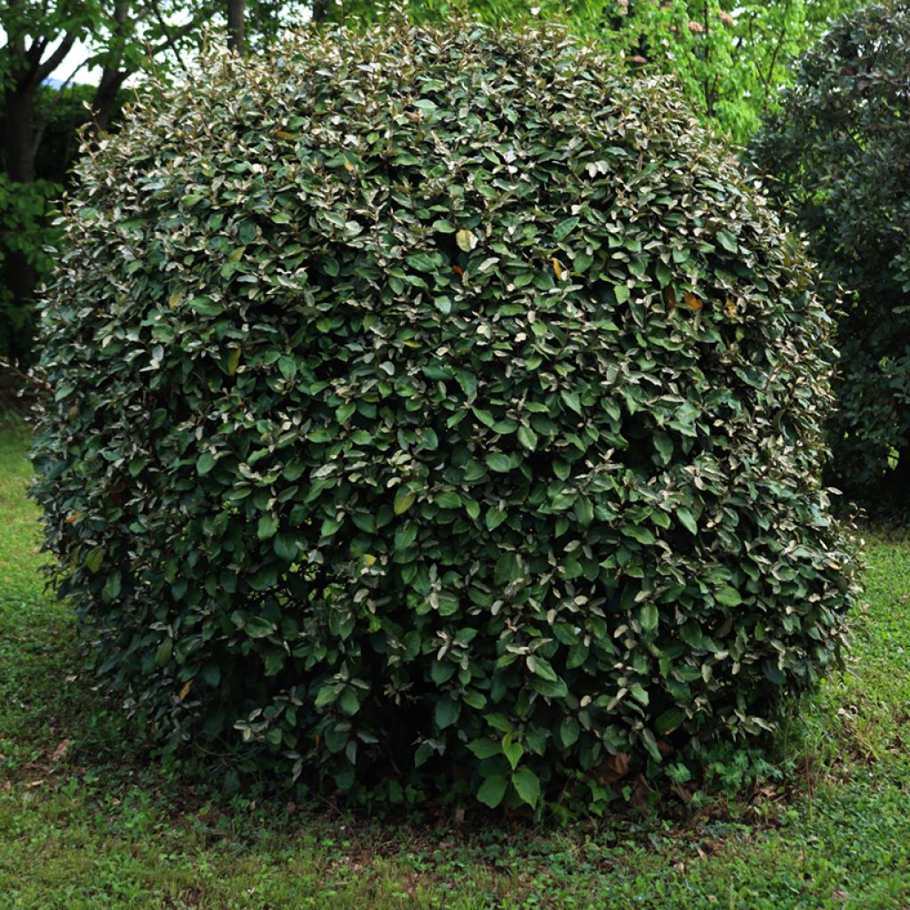 Elaeagnus ebbingei Compacta - Eleagno