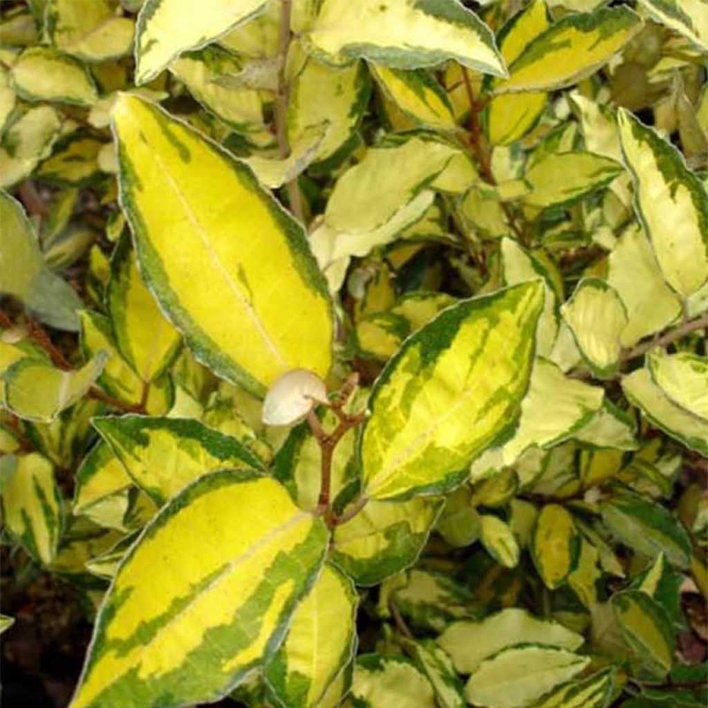 Elaeagnus ebbingei Eleador - Eleagno