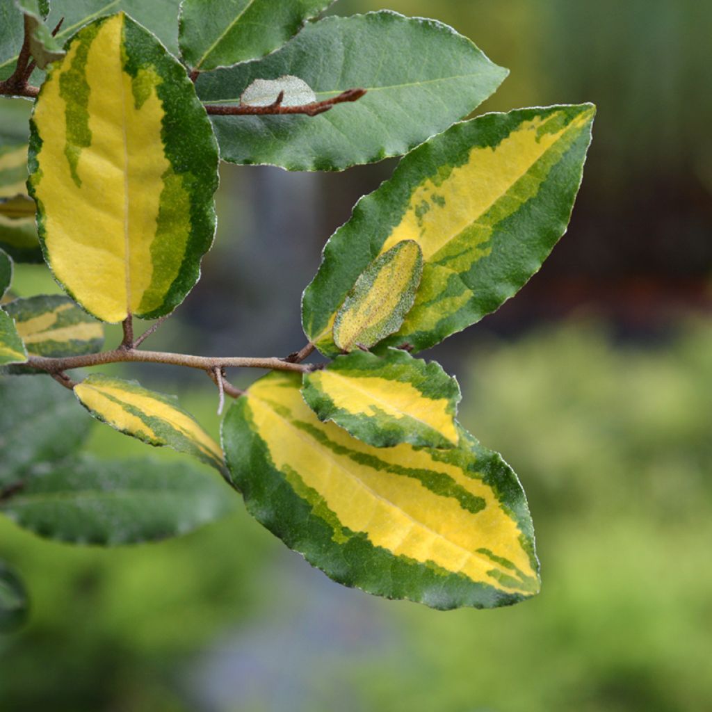 Elaeagnus ebbingei Eleador - Eleagno