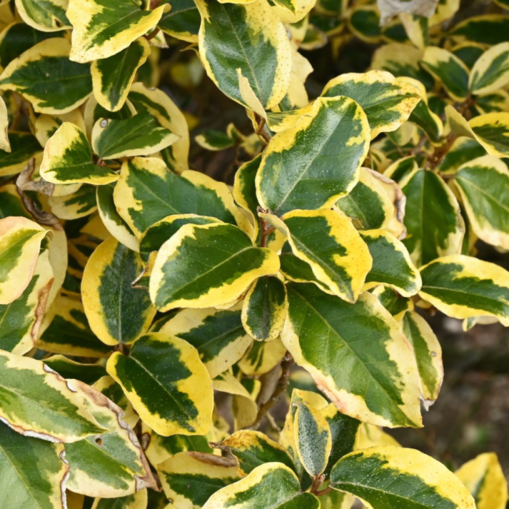 Elaeagnus ebbingei Gilt Edge - Eleagno