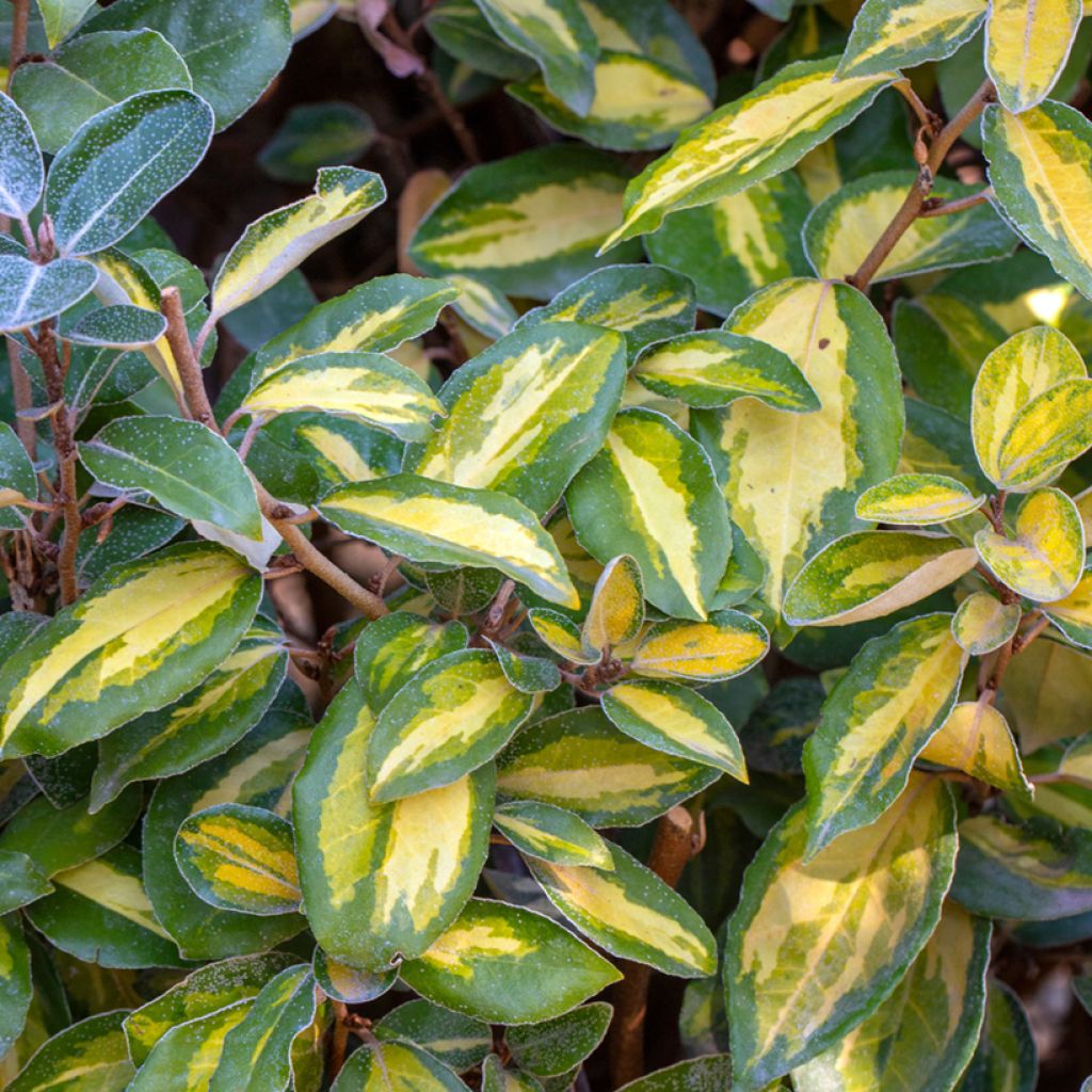 Elaeagnus ebbingei Limelight - Eleagno