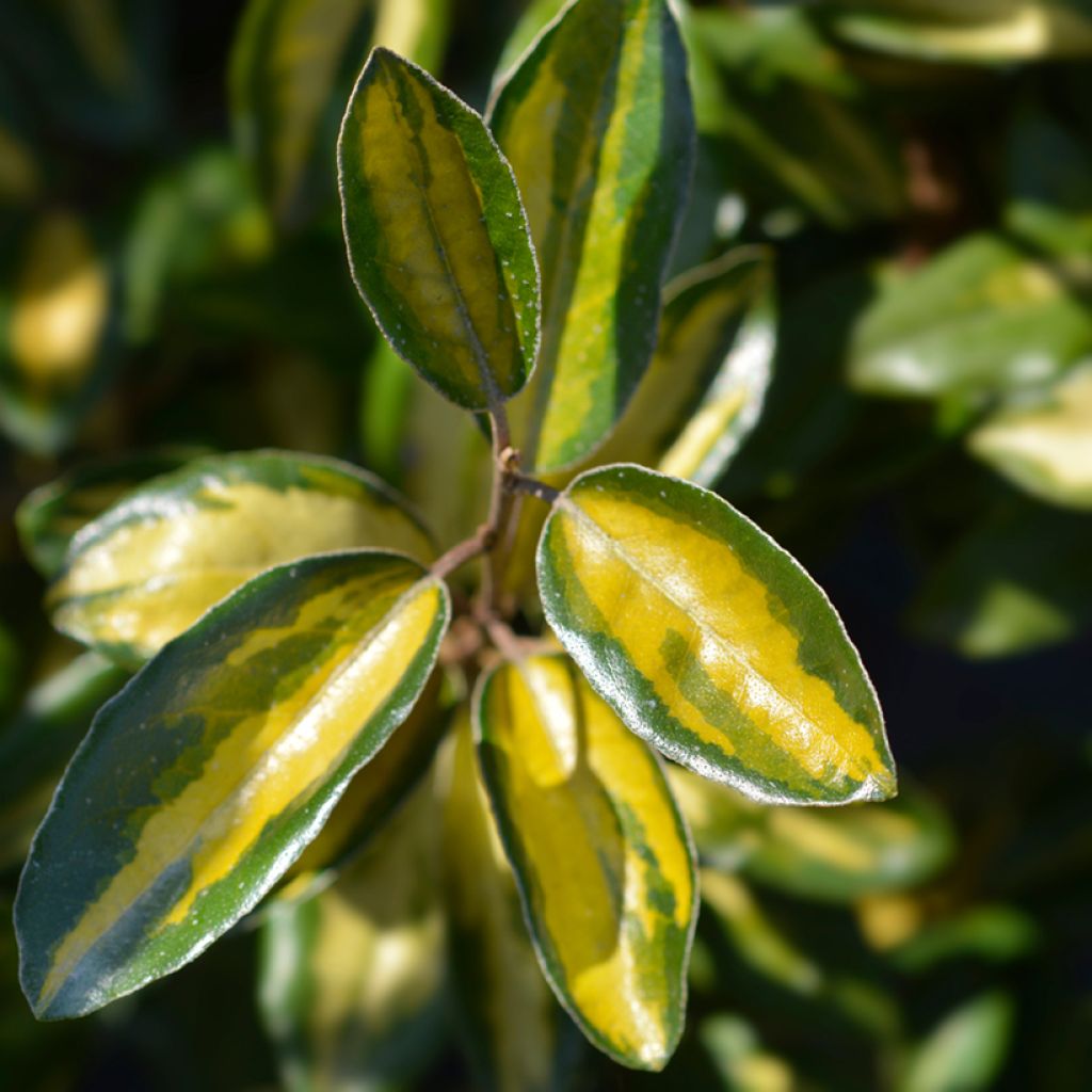Elaeagnus ebbingei Limelight - Eleagno