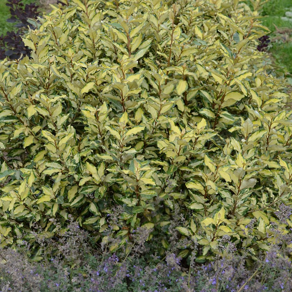 Elaeagnus ebbingei Maryline - Eleagno