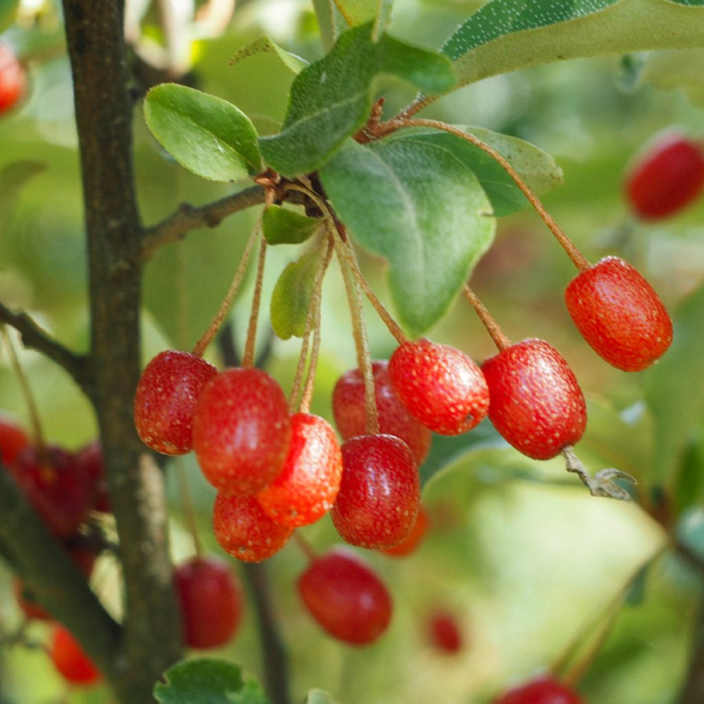 Elaeagnus multiflora - Goumi del Giappone