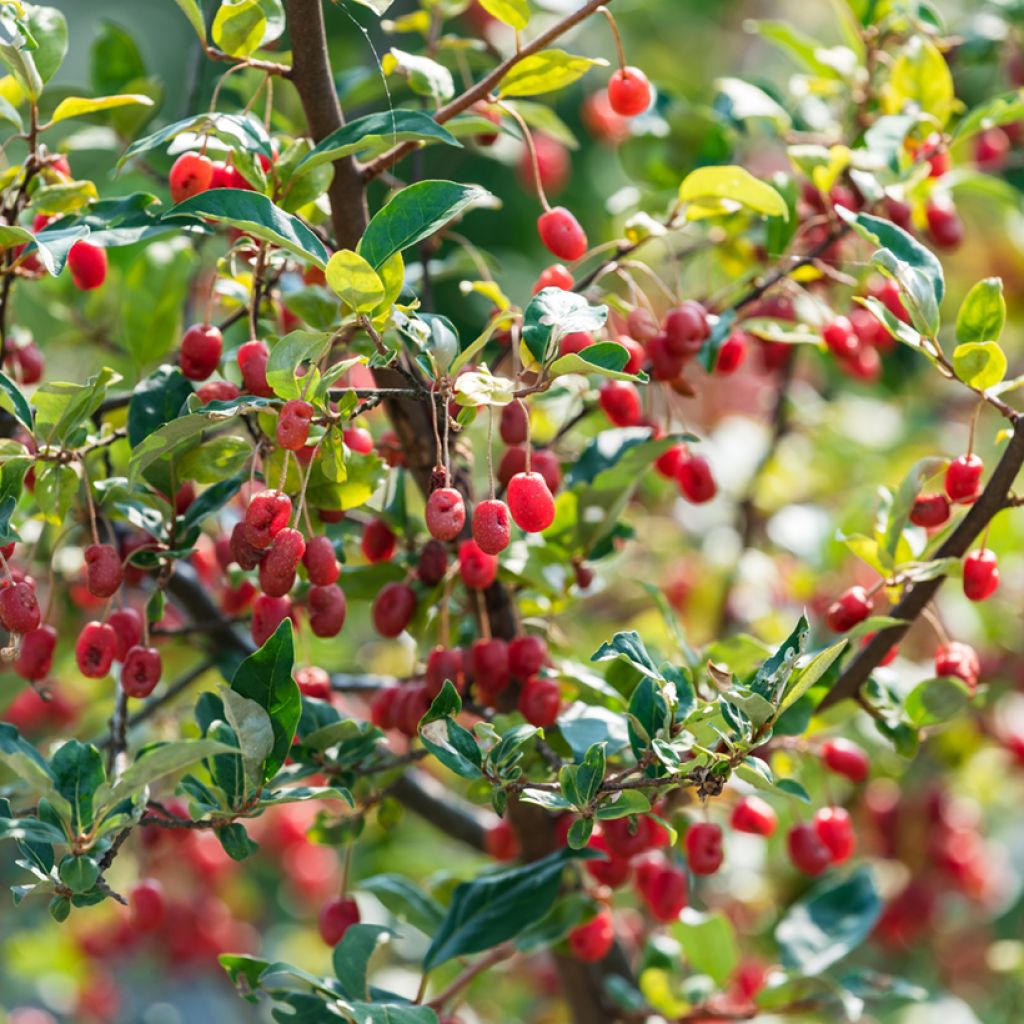 Elaeagnus multiflora - Goumi del Giappone