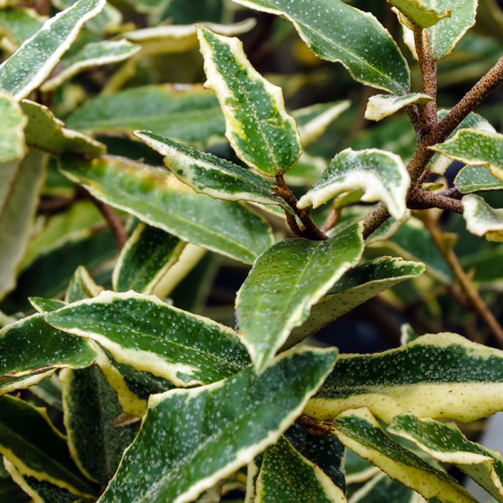 Elaeagnus pungens Hosuba Fukurin - Olivagno pungente