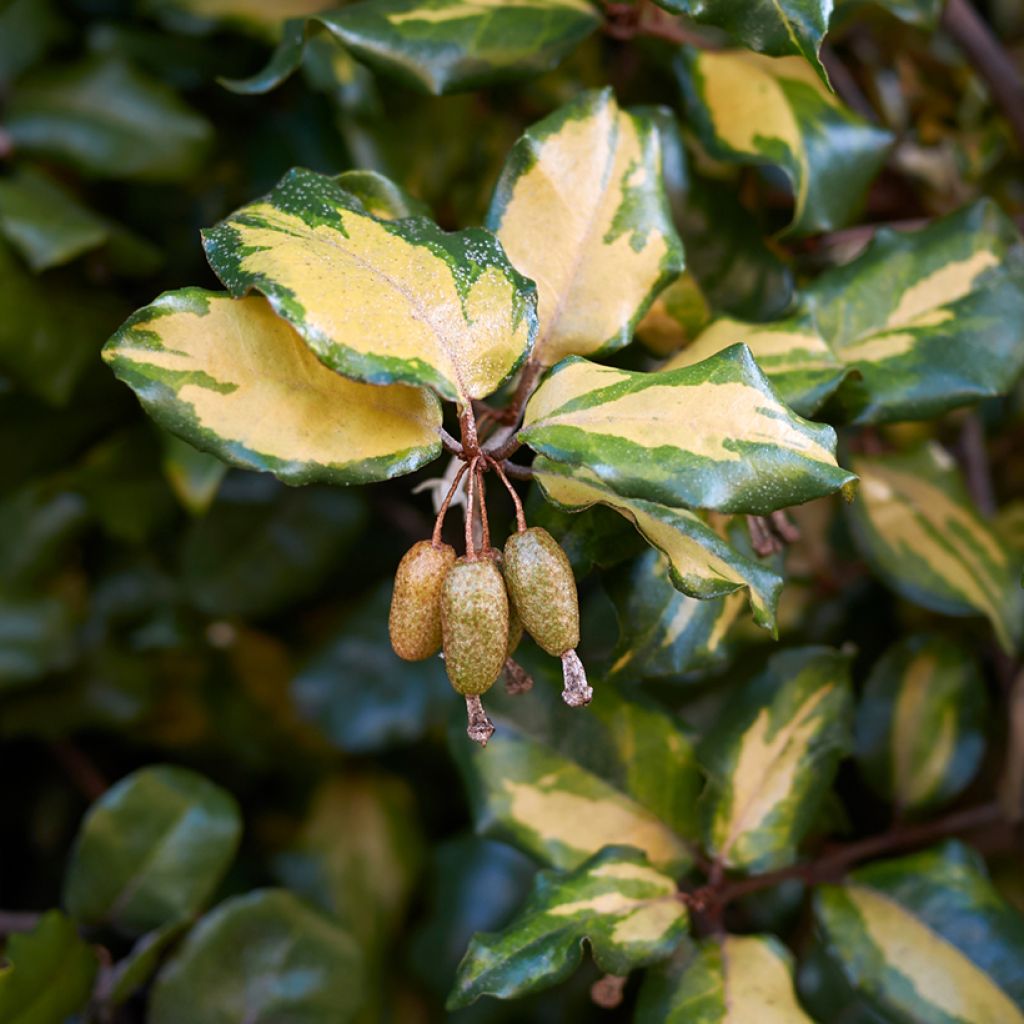 Elaeagnus pungens Maculata - Olivagno pungente