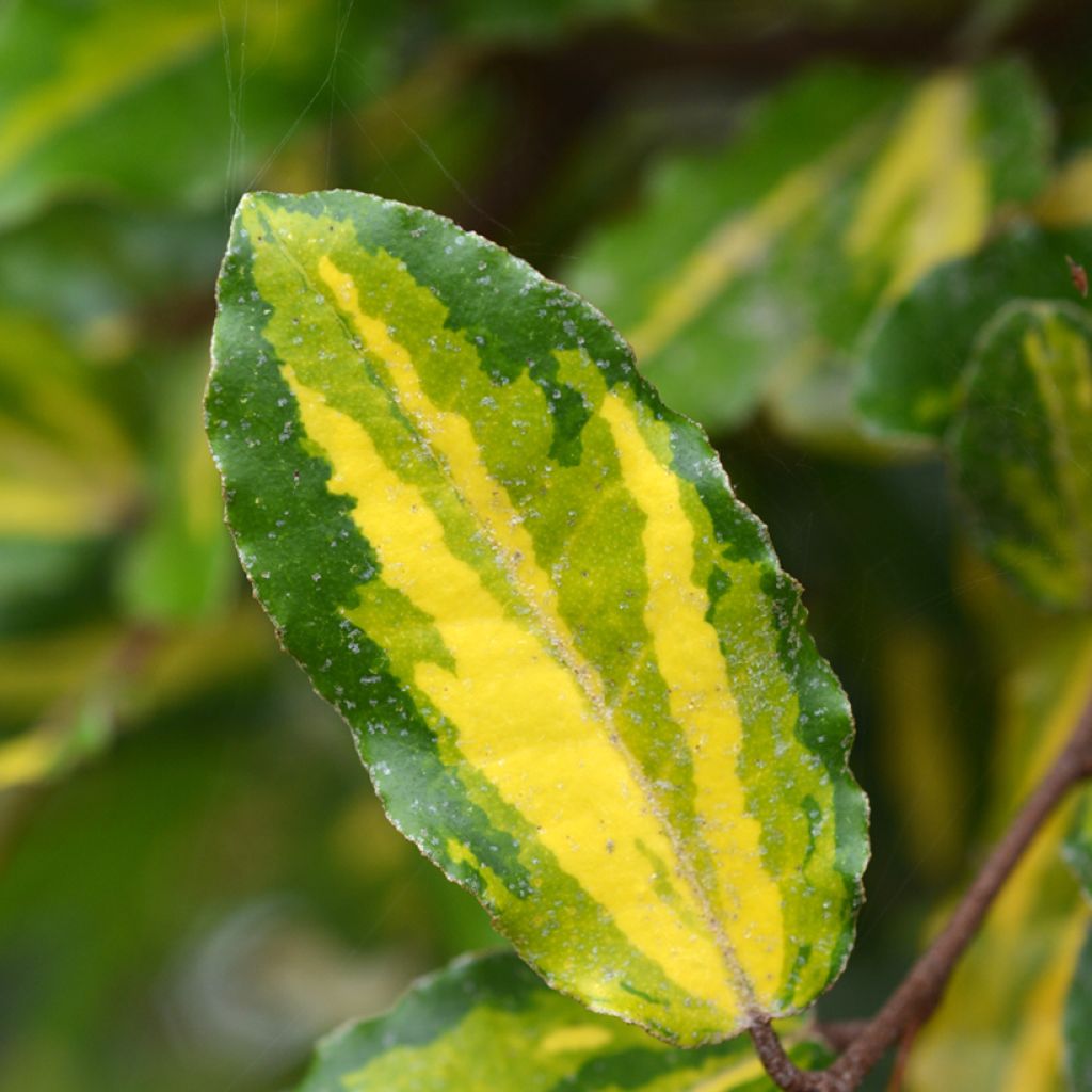 Elaeagnus pungens Maculata - Olivagno pungente