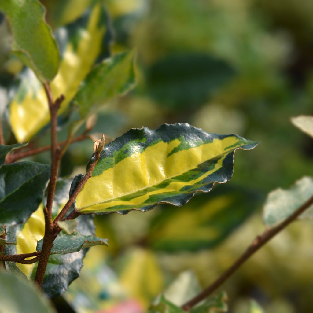 Elaeagnus pungens Maculata - Olivagno pungente