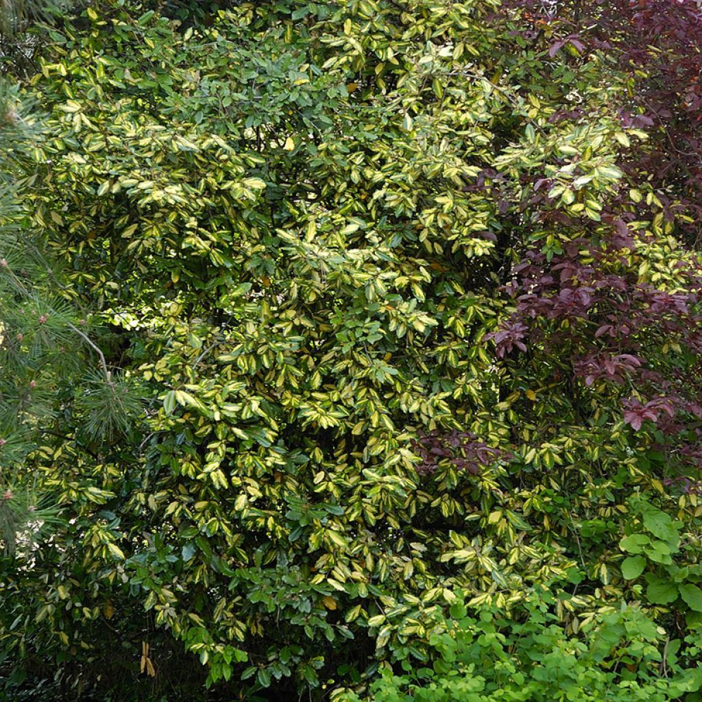 Elaeagnus pungens Maculata - Olivagno pungente