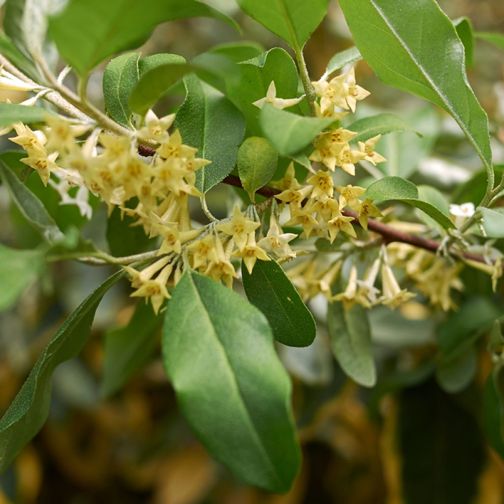 Elaeagnus umbellata Pointilla Amoroso - Eleagno ombrelliforme