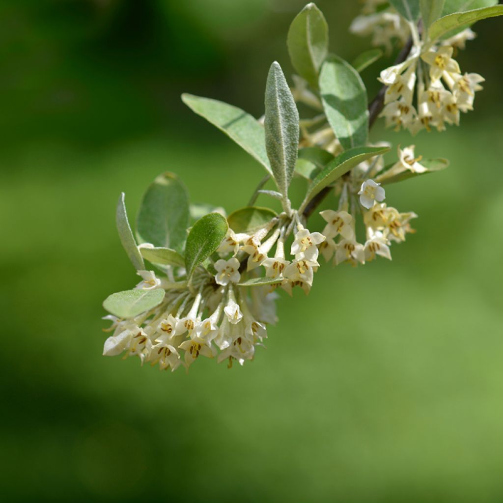 Elaeagnus umbellata Pointilla Amoroso - Eleagno ombrelliforme