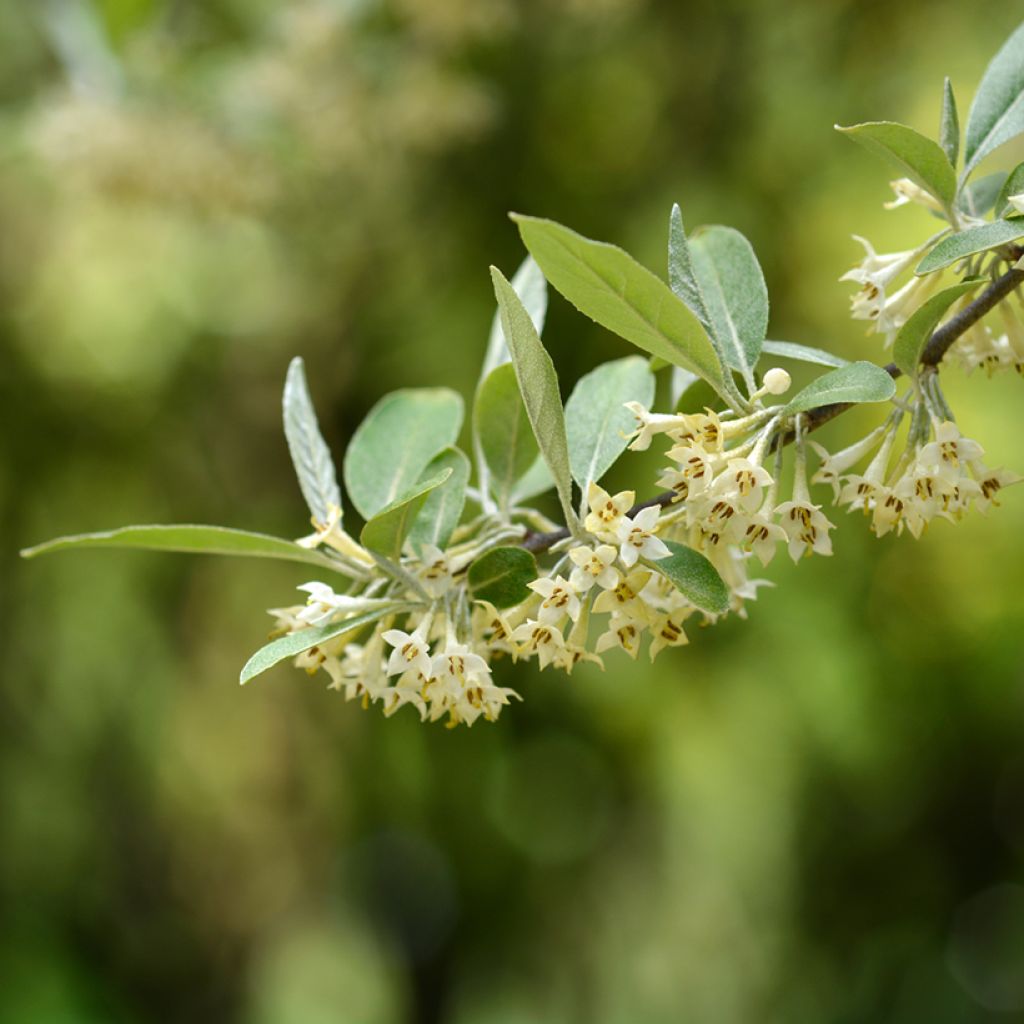 Elaeagnus umbellata - Eleagno ombrelliforme