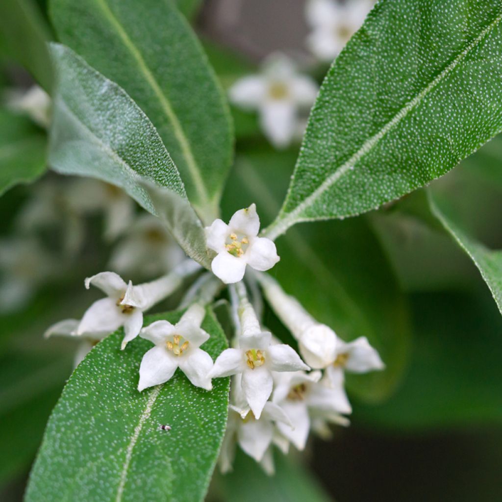 Elaeagnus umbellata - Eleagno ombrelliforme