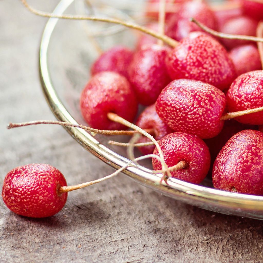 Elaeagnus umbellata - Eleagno ombrelliforme
