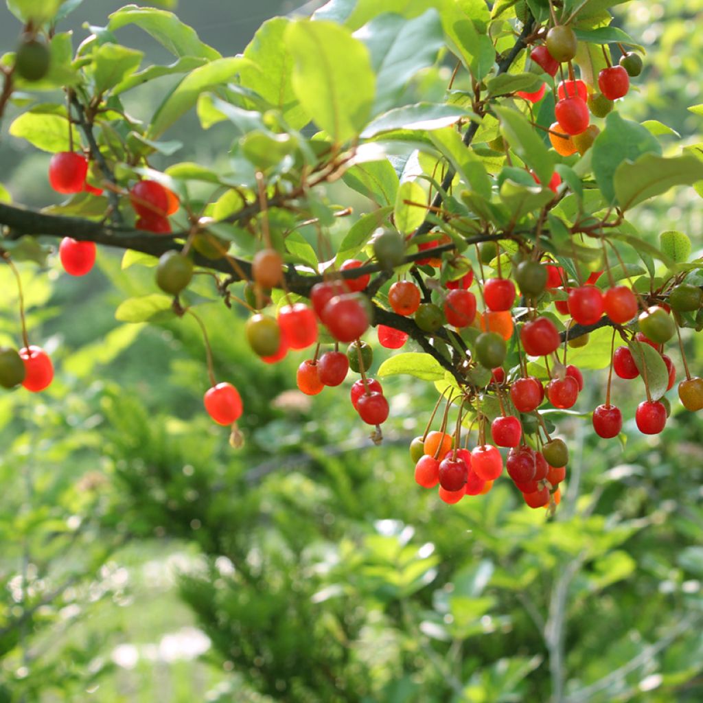 Elaeagnus umbellata - Eleagno ombrelliforme