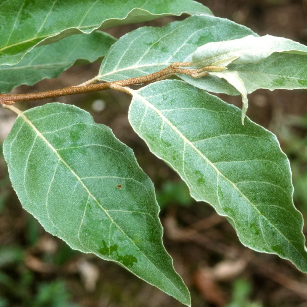 Elaeagnus umbellata - Eleagno ombrelliforme