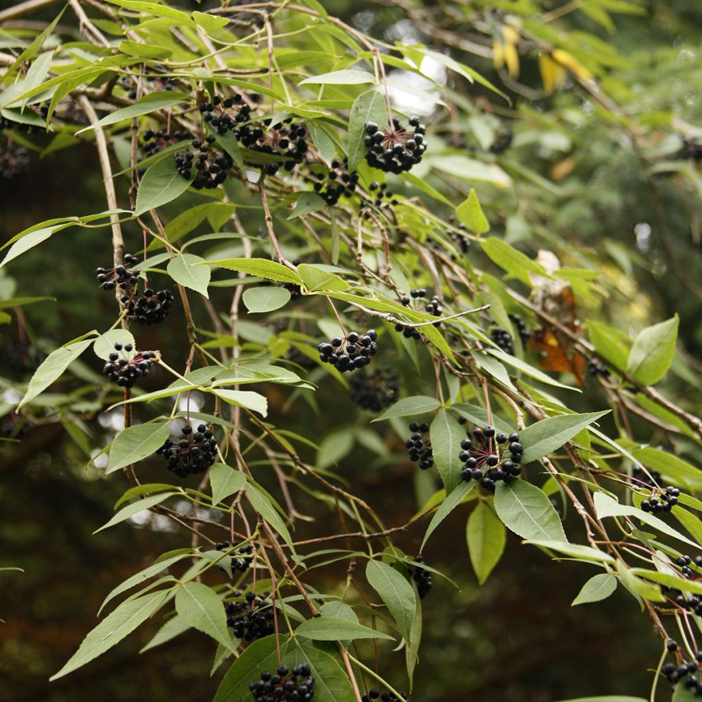 Eleutherococcus setchuenensis - Eleuterococco