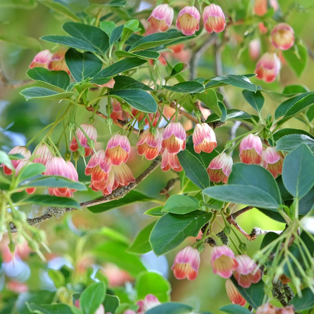Enkianthus campanulatus