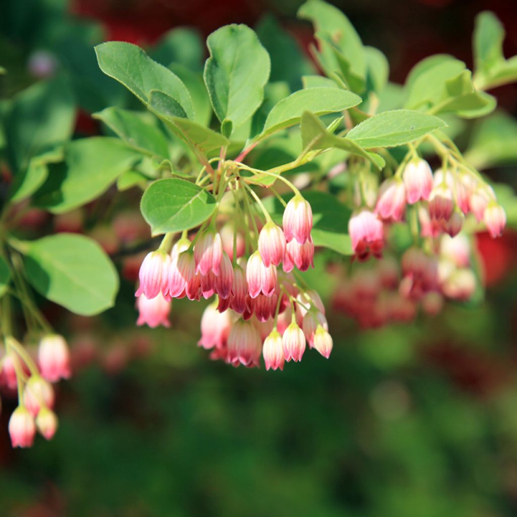 Enkianthus campanulatus